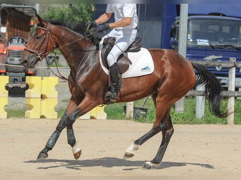 Francés de silla (Selle francais) Yegua 7 años 160 cm Castaño in LE FOUSSERET