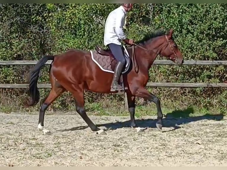 Francés de silla (Selle francais) Yegua 7 años 160 cm Castaño in LE FOUSSERET