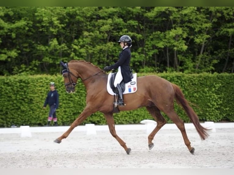 Francés de silla (Selle francais) Yegua 7 años 166 cm Castaño in Guiche