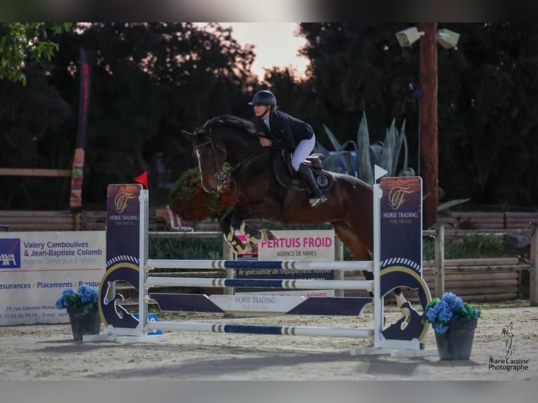 Francés de silla (Selle francais) Yegua 7 años 169 cm Castaño in Montpellier