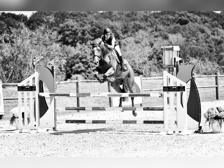 Francés de silla (Selle francais) Yegua 8 años 160 cm Alazán in Pontoy