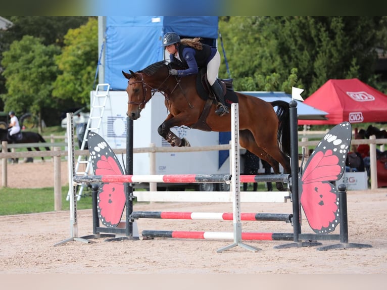 Francés de silla (Selle francais) Yegua 8 años 160 cm Castaño in Charleval