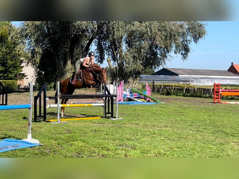 Francés de silla (Selle francais) Yegua 8 años 167 cm Alazán in Heindonk