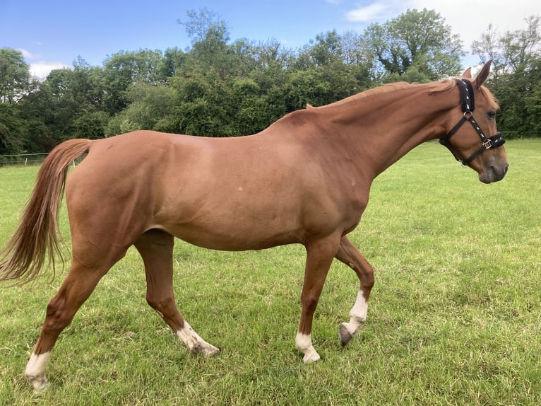 Francés de silla (Selle francais) Yegua 8 años 170 cm Alazán-tostado in Dublin