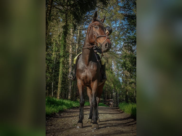 Francés de silla (Selle francais) Yegua 9 años 167 cm Morcillo in Corcelles