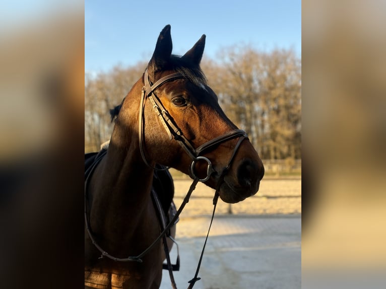 Francés de silla (Selle francais) Caballo castrado 10 años 165 cm Castaño in Ville-la-Grand