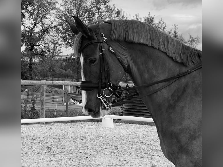 Francés de silla (Selle francais) Caballo castrado 10 años 167 cm in Valleiry