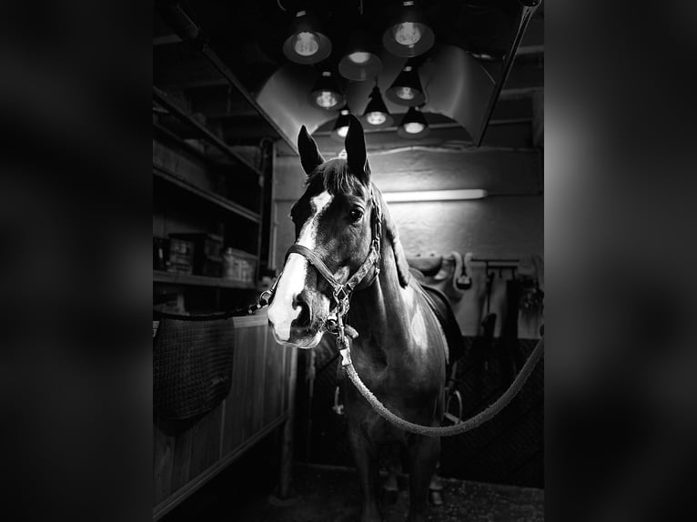 Francés de silla (Selle francais) Caballo castrado 10 años 167 cm in Valleiry