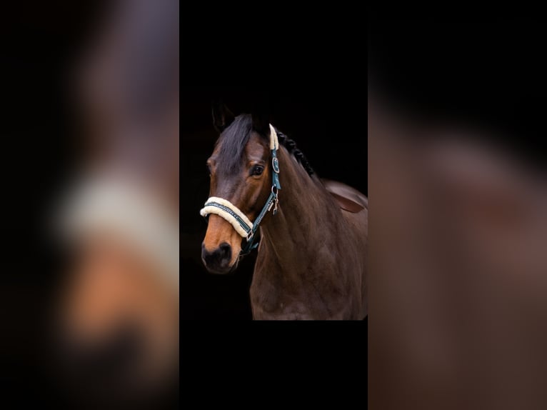 Francés de silla (Selle francais) Caballo castrado 10 años 168 cm Castaño oscuro in Dettighofen