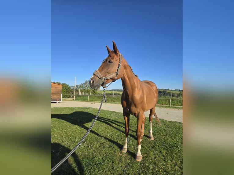 Francés de silla (Selle francais) Caballo castrado 10 años 170 cm Alazán in ST FLOUR