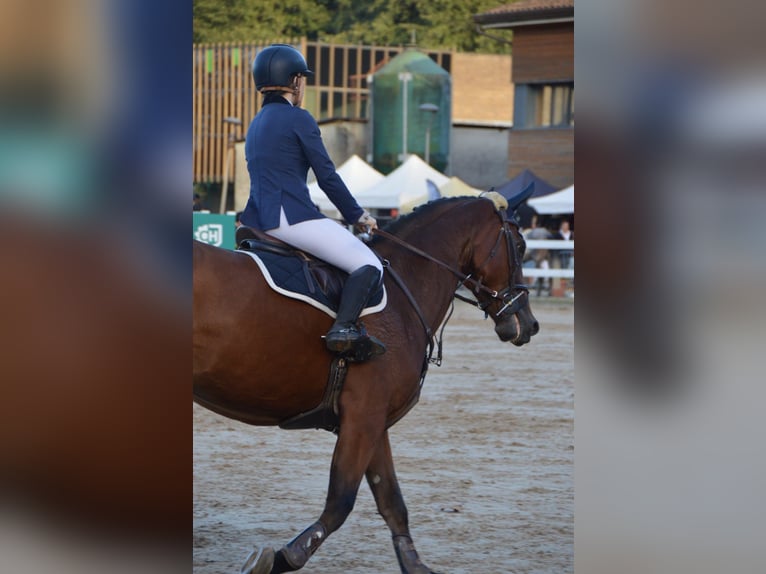Francés de silla (Selle francais) Caballo castrado 10 años 170 cm Bayo in Donostia-San Sebastian