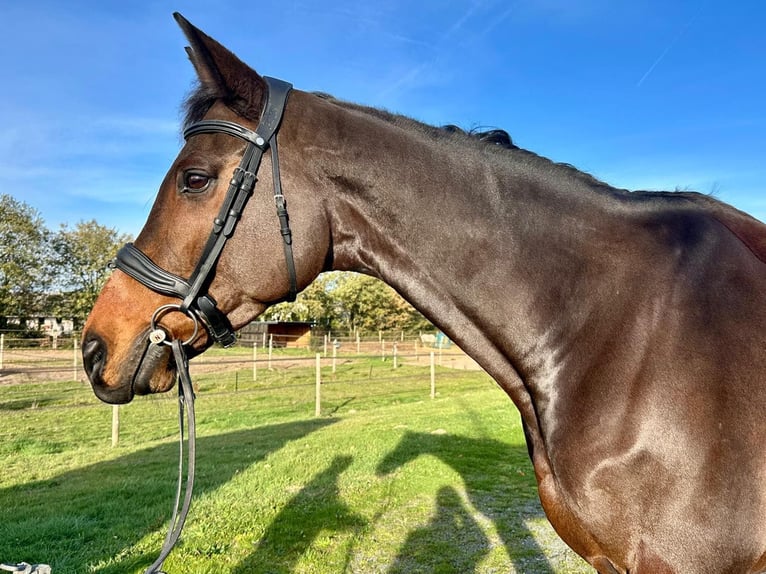 Francés de silla (Selle francais) Caballo castrado 10 años 170 cm Morcillo in Saumur