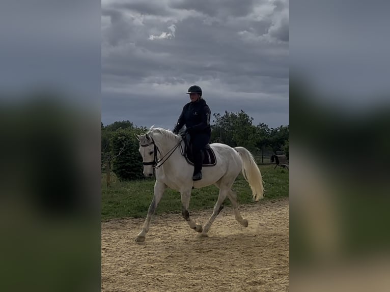 Francés de silla (Selle francais) Caballo castrado 10 años 172 cm Tordo in Lezigne