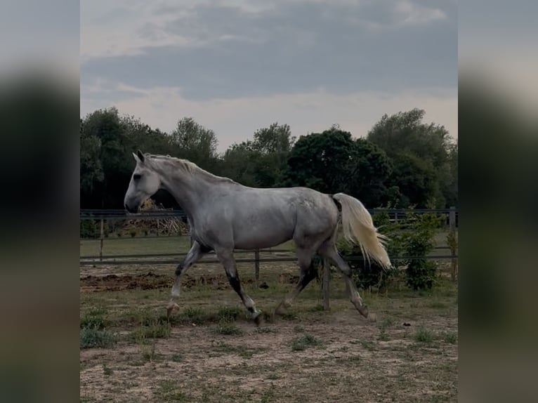 Francés de silla (Selle francais) Caballo castrado 10 años 172 cm Tordo in Saumur