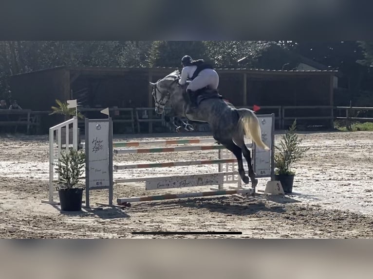 Francés de silla (Selle francais) Caballo castrado 10 años 172 cm Tordo in Saumur