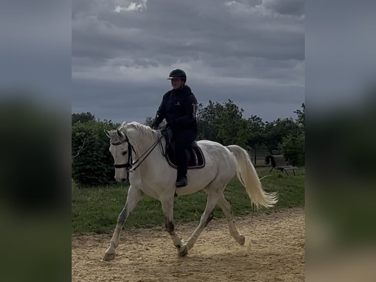 Francés de silla (Selle francais) Caballo castrado 10 años 172 cm Tordo in Saumur