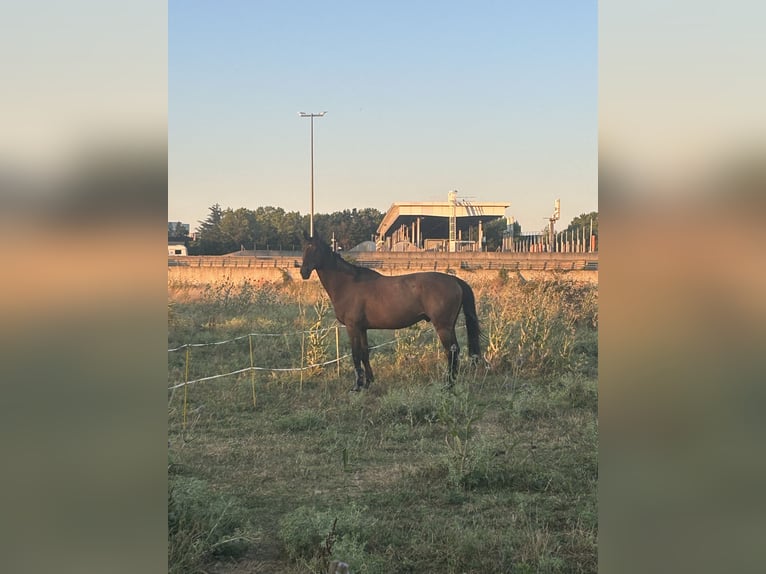 Francés de silla (Selle francais) Caballo castrado 10 años 173 cm Castaño in Ramonville-Saint-Agne