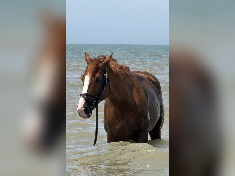 Francés de silla (Selle francais) Caballo castrado 10 años 175 cm Alazán in Saint-Martin-la-Garenne