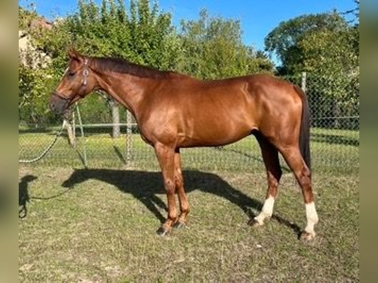 Francés de silla (Selle francais) Caballo castrado 10 años  in Darlington
