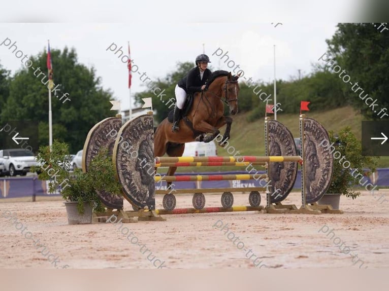 Francés de silla (Selle francais) Caballo castrado 10 años Castaño in Saint-Bonnet-de-Mure