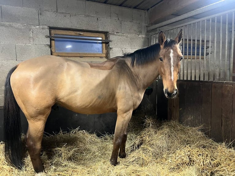 Francés de silla (Selle francais) Caballo castrado 10 años Castaño in Saint-Bonnet-de-Mure