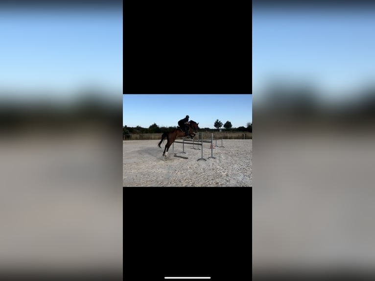 Francés de silla (Selle francais) Caballo castrado 10 años Castaño in Saint-Bonnet-de-Mure