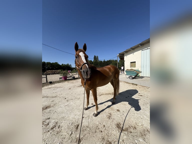 Francés de silla (Selle francais) Caballo castrado 11 años 159 cm Alazán in Berson