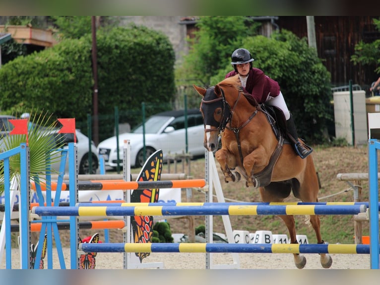 Francés de silla (Selle francais) Caballo castrado 11 años 159 cm Alazán in Berson