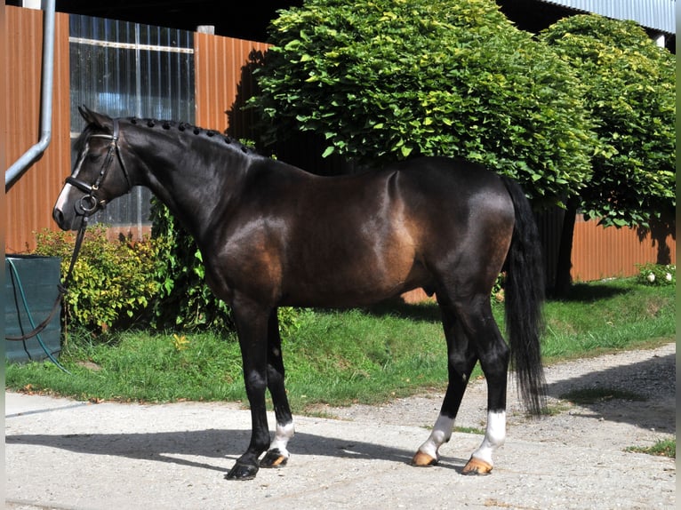 Francés de silla (Selle francais) Caballo castrado 11 años 163 cm Negro in Schattendorf