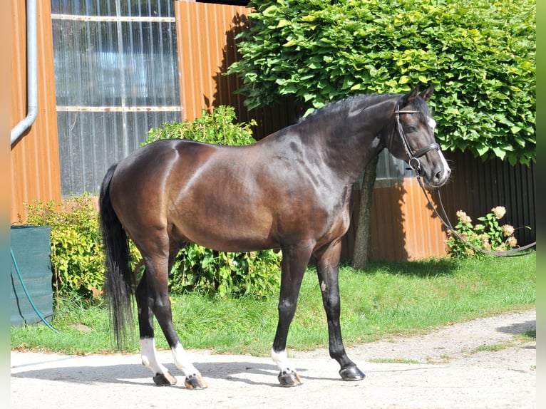Francés de silla (Selle francais) Caballo castrado 11 años 163 cm Negro in Schattendorf