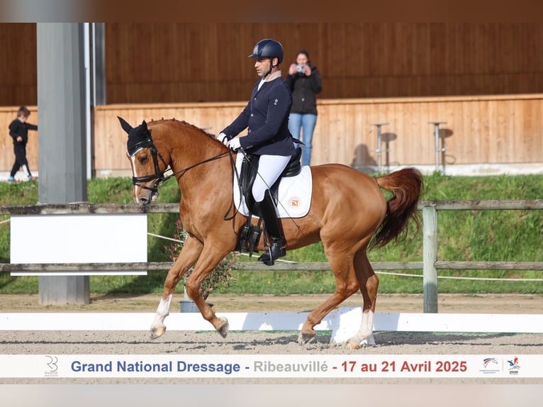 Francés de silla (Selle francais) Caballo castrado 11 años 166 cm Alazán in Bas Rhin