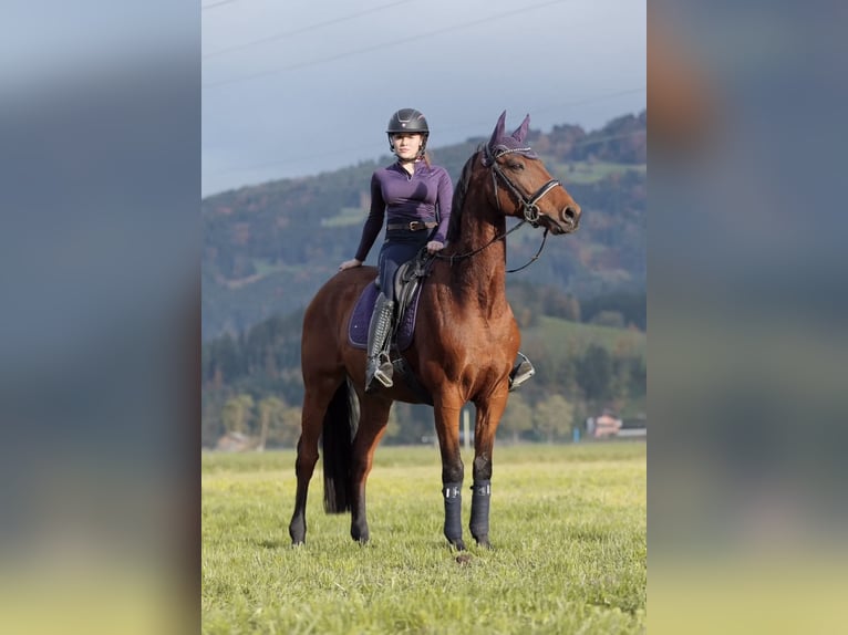 Francés de silla (Selle francais) Caballo castrado 11 años 166 cm Castaño in Schlins