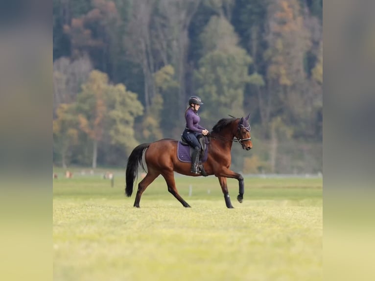 Francés de silla (Selle francais) Caballo castrado 11 años 166 cm Castaño in Schlins
