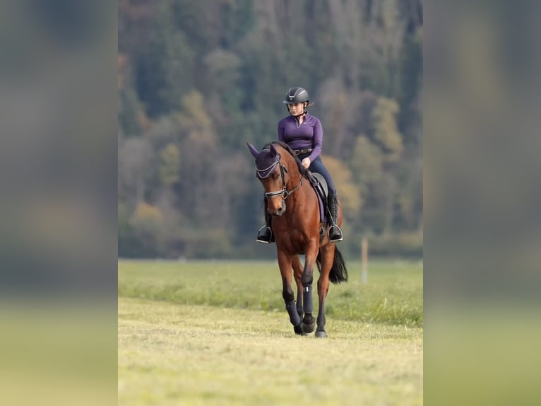 Francés de silla (Selle francais) Caballo castrado 11 años 166 cm Castaño in Schlins