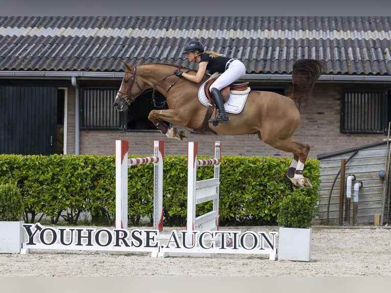 Francés de silla (Selle francais) Caballo castrado 11 años 168 cm Alazán in Waddinxveen