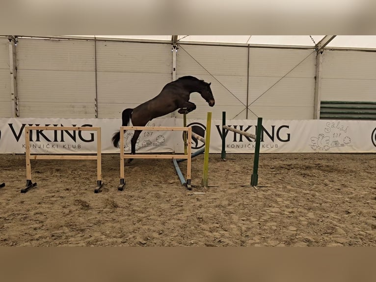 Francés de silla (Selle francais) Caballo castrado 11 años 170 cm Castaño rojizo in Novi Sad