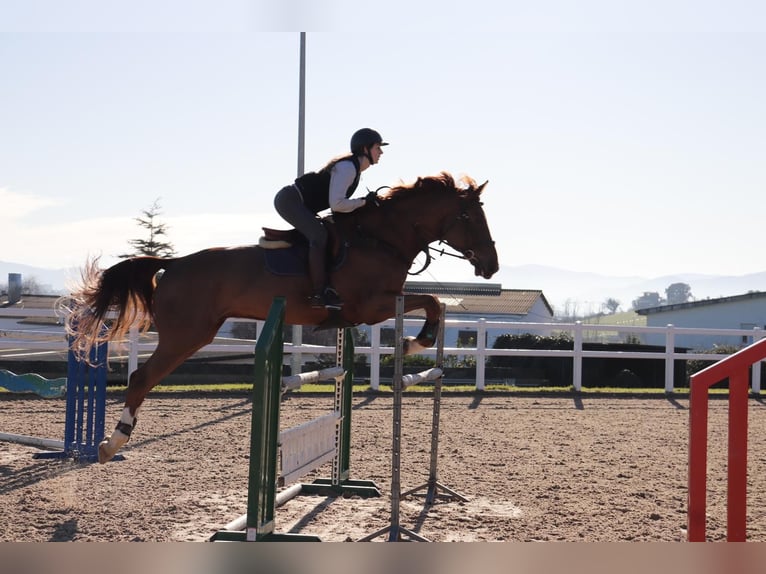 Francés de silla (Selle francais) Caballo castrado 11 años 171 cm Alazán in Landa (Urduliz)