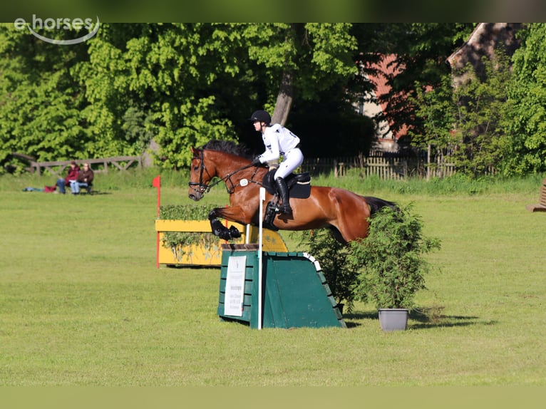 Francés de silla (Selle francais) Caballo castrado 11 años 175 cm Castaño in Neustadt