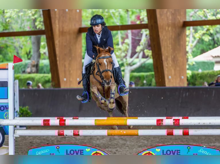 Francés de silla (Selle francais) Caballo castrado 12 años 140 cm Alazán in Jara Beltran
