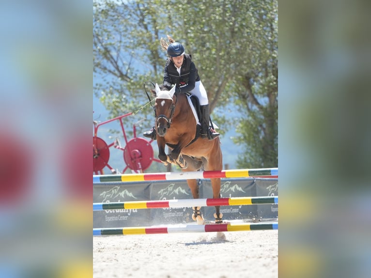 Francés de silla (Selle francais) Caballo castrado 12 años 144 cm Castaño in Sant Esteve De Palautordera