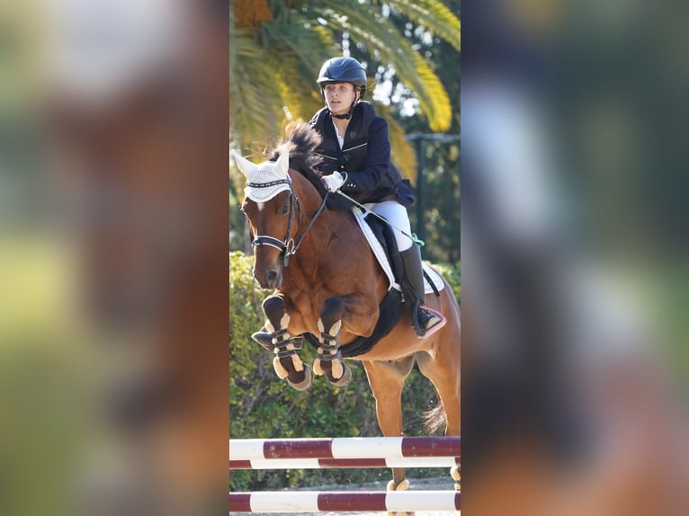 Francés de silla (Selle francais) Caballo castrado 12 años 144 cm Castaño in Sant Esteve De Palautordera