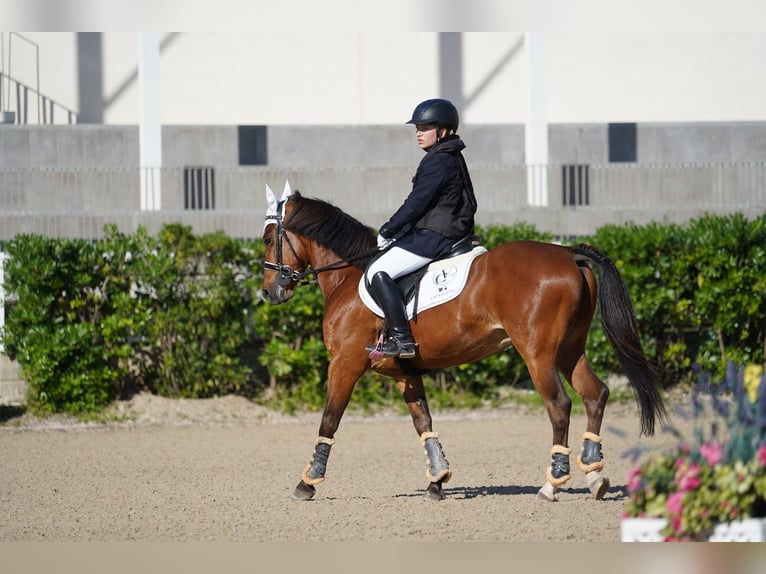 Francés de silla (Selle francais) Caballo castrado 12 años 144 cm Castaño in Sant Esteve De Palautordera