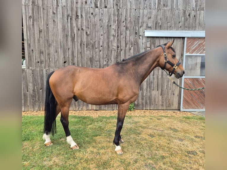 Francés de silla (Selle francais) Caballo castrado 12 años 160 cm Castaño in Tours