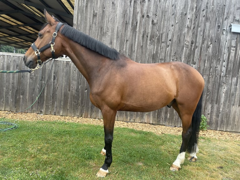 Francés de silla (Selle francais) Caballo castrado 12 años 160 cm Castaño in Tours