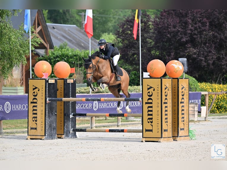Francés de silla (Selle francais) Caballo castrado 12 años 160 cm Castaño in Tours