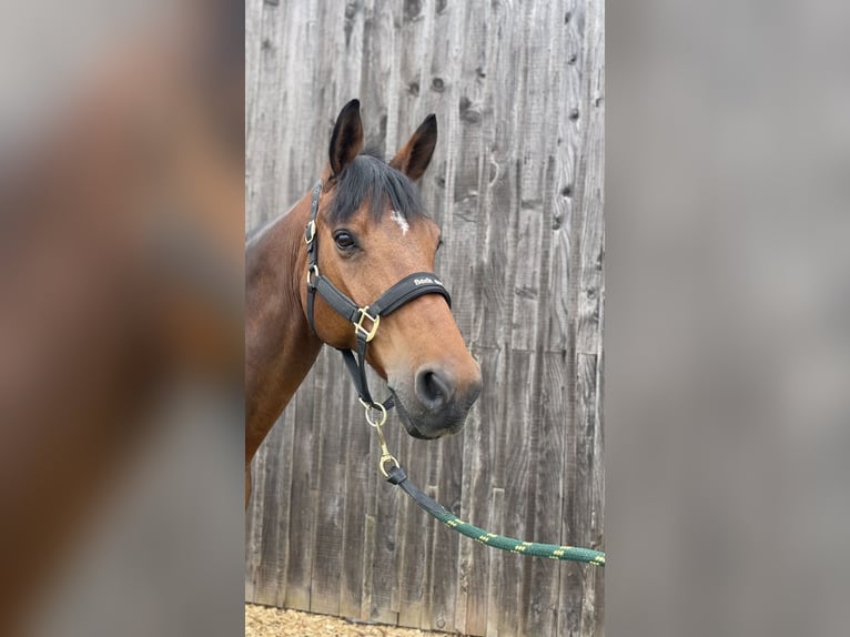 Francés de silla (Selle francais) Caballo castrado 12 años 160 cm Castaño in Tours