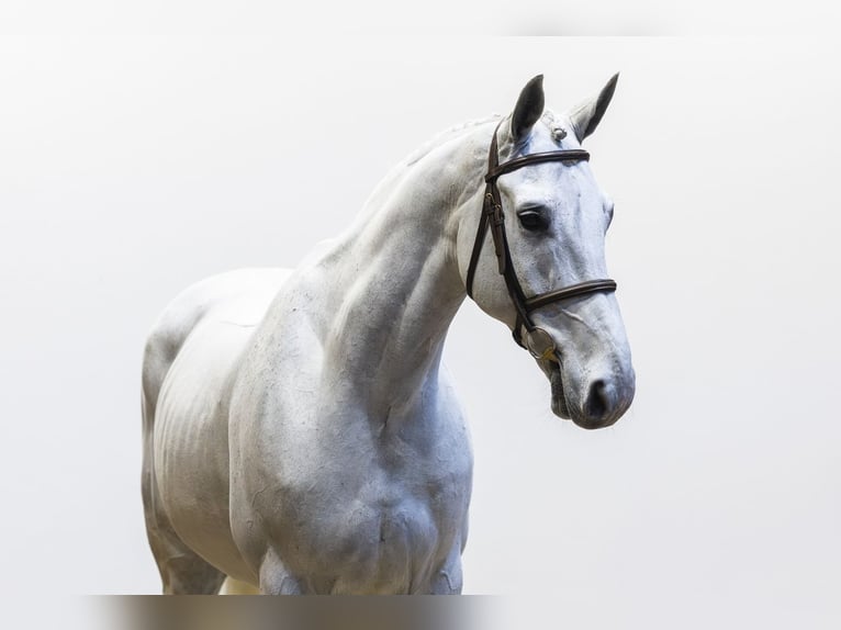 Francés de silla (Selle francais) Caballo castrado 12 años 164 cm  in Waddinxveen