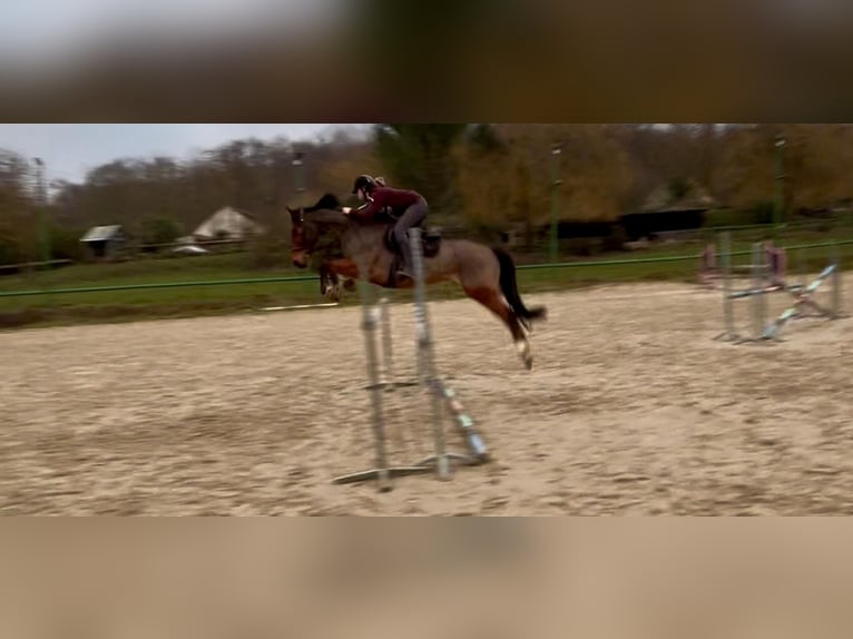 Francés de silla (Selle francais) Caballo castrado 12 años 165 cm Alazán in Bethemont