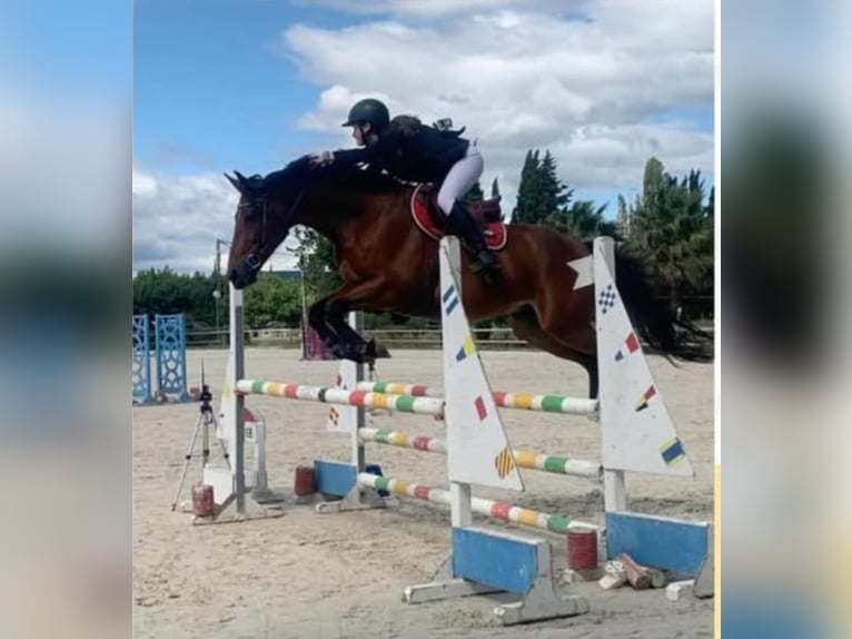 Francés de silla (Selle francais) Caballo castrado 12 años 165 cm Castaño in Vénéjan