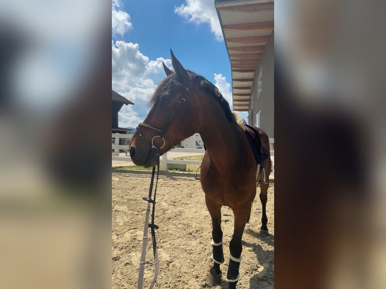 Francés de silla (Selle francais) Caballo castrado 12 años 170 cm Castaño in Bettwiesen